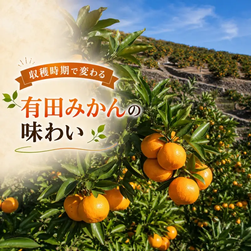 もぎたて 無選別 有田 みかん 5kg 訳あり 10月 配送 / ミカン 蜜柑 柑橘 温州みかん 和歌山 有田 ※2026年10月上旬～10月下旬に順次発送 【oda004-c-5-10】