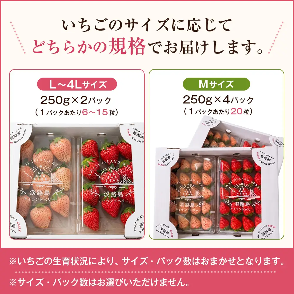 淡路島アイランドベリー 紅白いちご 淡雪/とちおとめ 2～4パック入