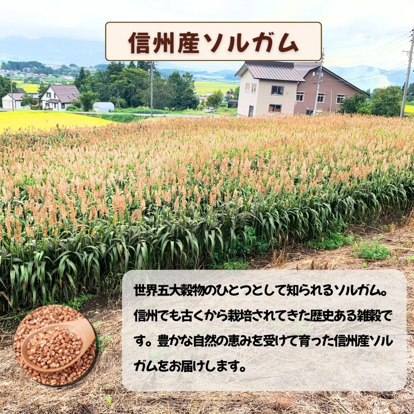 【先行予約】飯山産ソルガム 1kg (500ｇ×2袋) 