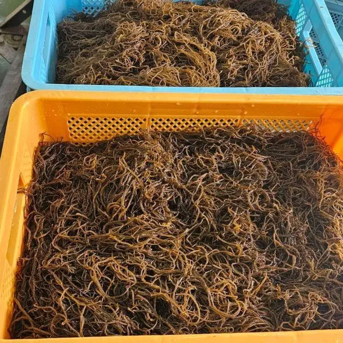 漁師直送！宮古島産生太もずく（1.5kg）｜沖縄宮古島 モズク 海藻 生もずく ヘルシー 食物繊維（CW36）