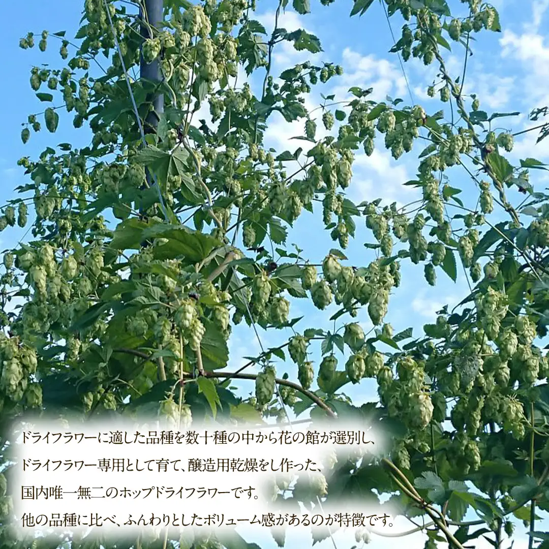 ホップドライフラワー 10本 1束 【2026年9月上旬以降発送】(CG001)