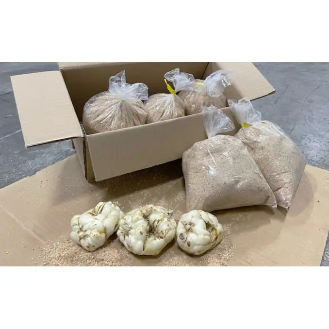 【規格外】十勝幕別 忠類ゆり根 1kg（M～2L）6～10玉［JA忠類］9月～3月発送限定【 北海道 幕別町 忠類 十勝 高級食材 お正月 料理 訳あり 】 野菜 ゆりね 北海道産 ワケあり