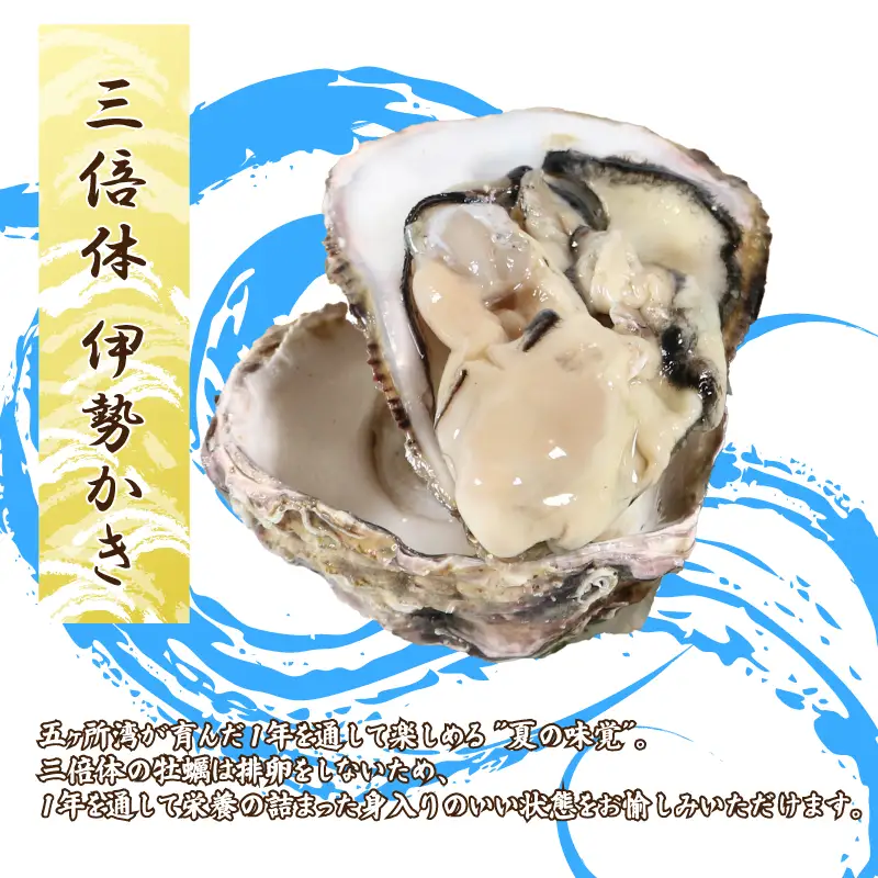 （冷蔵） Aコース 三倍体 伊勢牡蠣 XLサイズ 12個																																		 																																			