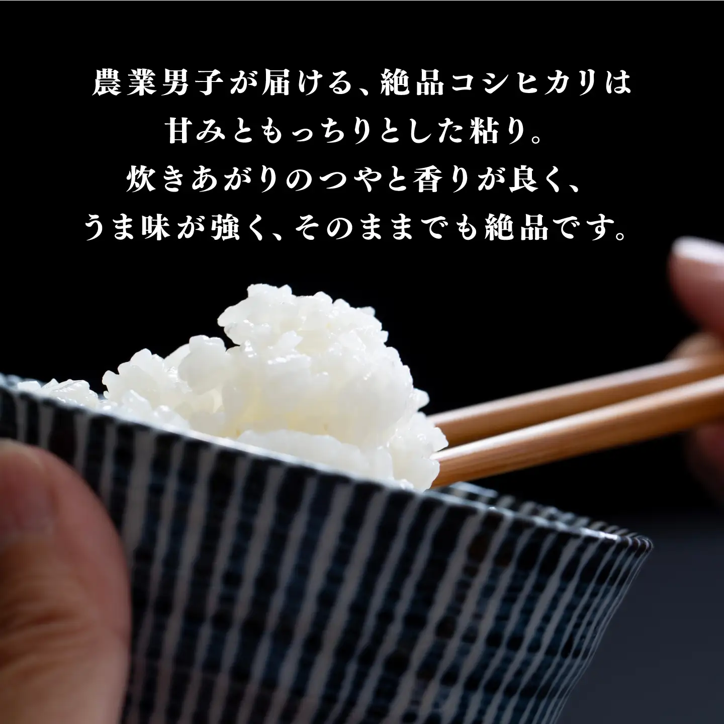 【先行予約】【2026年11月以降順次発送予定】令和8年産 新米 コシヒカリ 5kg　お米　精米
