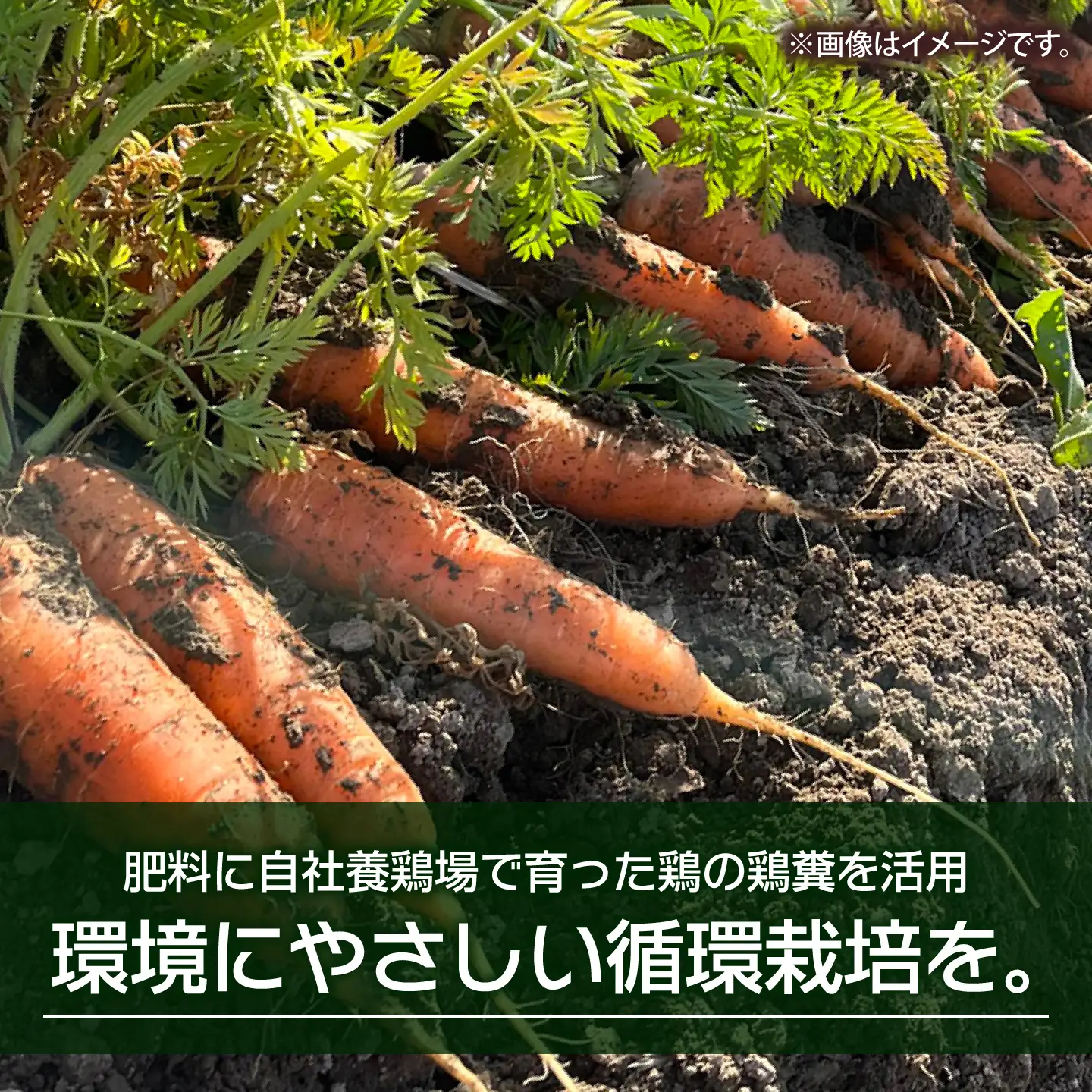 にんじん 5kg バラ詰め 訳あり / 稲沢市 / 人参 野菜 加工用 / 稲沢市 / 櫛田養鶏場[BMAY018]