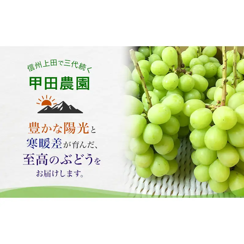 【先行予約】【訳あり・食べ比べ】長野県産 シャインマスカット＆種あり巨峰セット 約1kg（シャインマスカット1房・巨峰2～3房）家庭用 味は問題なし 季節のフルーツ 果物 信州産