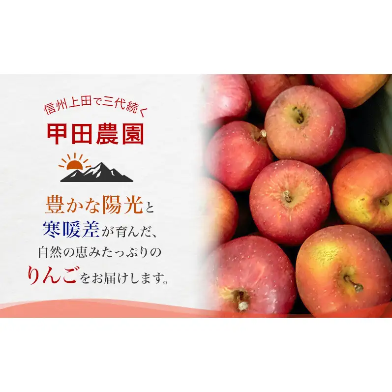 【先行予約】【訳あり・家庭用】長野県産 サンふじ 約5kg りんご リンゴ 不揃い 味は問題なし 家庭用 季節のフルーツ 果物 長野県 信州
