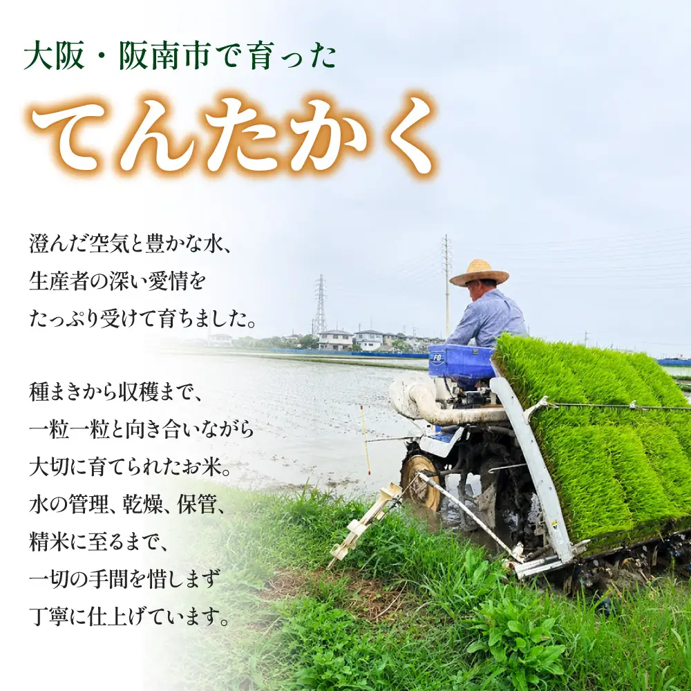 【2026年10月上旬順次発送予定】〈令和８年産〉泉州産 てんたかく 5kg×1袋