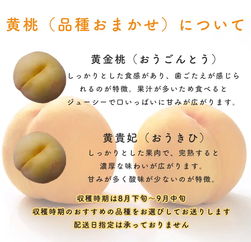 【2026年収穫分】長野県 麻績村産 黄桃 桃 2kg 期間限定 黄金桃 黄貴妃 おまかせ品種 おすすめ品種 フルーツ 果物 産地直送 予約 長野 麻績 新返礼品 令和8年 令和8年分 収穫分 8月下旬 9月上旬 9月中旬 発送