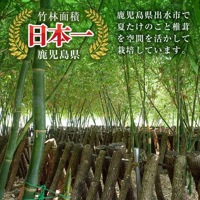 【先行予約】 訳あり 鹿児島県 出水市産 希少 高級食材 夏 たけのこ 皮付き 約1kg 【シンタク】 i1361