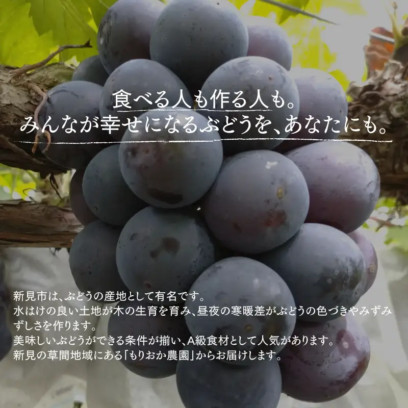 もりおか農園のよろこびぶどう ピオーネ 約1.2kg 2房 【先行予約 2026年9月上旬から順次発送】