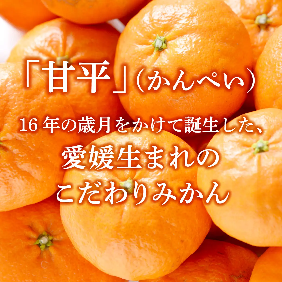 みかん ＜先行受付＞ 甘平 かんぺい レギュラー箱 2.5kg 愛媛