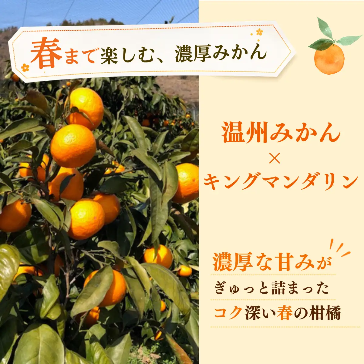 みかん【先行受付】カラマンダリン 5kg 秀 2L～S