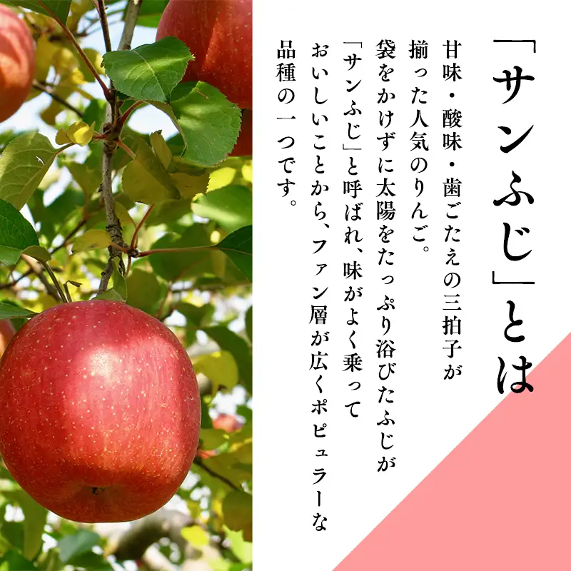 りんご 糖度選別サンふじ 約2kg りんご