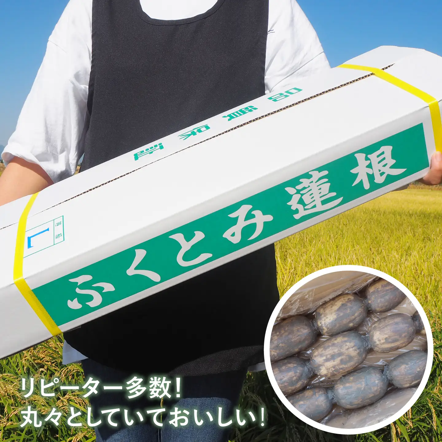 【先行予約 2026年10月〜発送】白石れんこん3kg れんこん