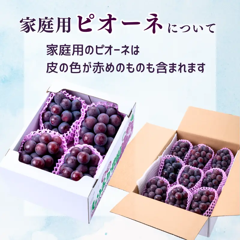 【家庭用】 もりおか農園のよろこびぶどう ピオーネ 約1.2kg 2房 【先行予約 2026年9月上旬から順次発送】