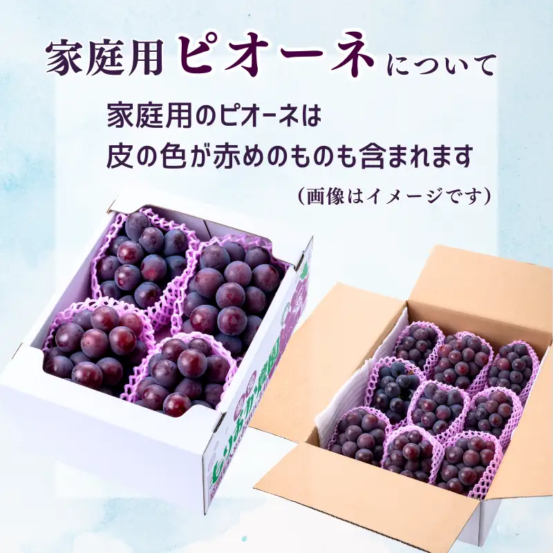 【家庭用】 もりおか農園のよろこびぶどう ピオーネ＆シャインマスカット 約1.2kg 2房（各1房） 【先行予約 2026年10月上旬から順次発送】