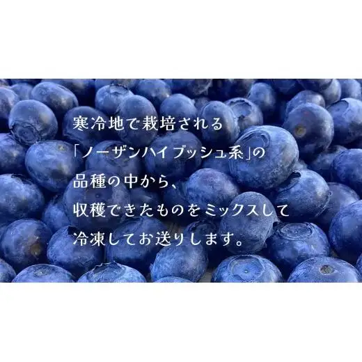 【 最短 7日以内 発送 】 冷凍 ブルーベリー 無選別（ 小玉 ～ 大玉 ） 500g 数量限定 国産 フルーツ スムージー 果物 くだもの 農家直送 スイーツ アイス ノーザンハイブッシュ系 ミックス [AT012tu]