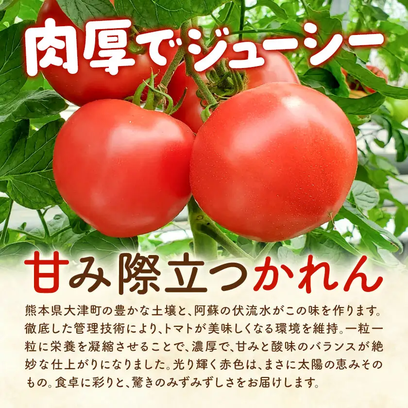 【大津アグリラボ】大玉トマト かれん 約1kg 株式会社中九州クボタ《10月上旬-6月下旬頃出荷》熊本県 大津町 トマト 大玉 野菜