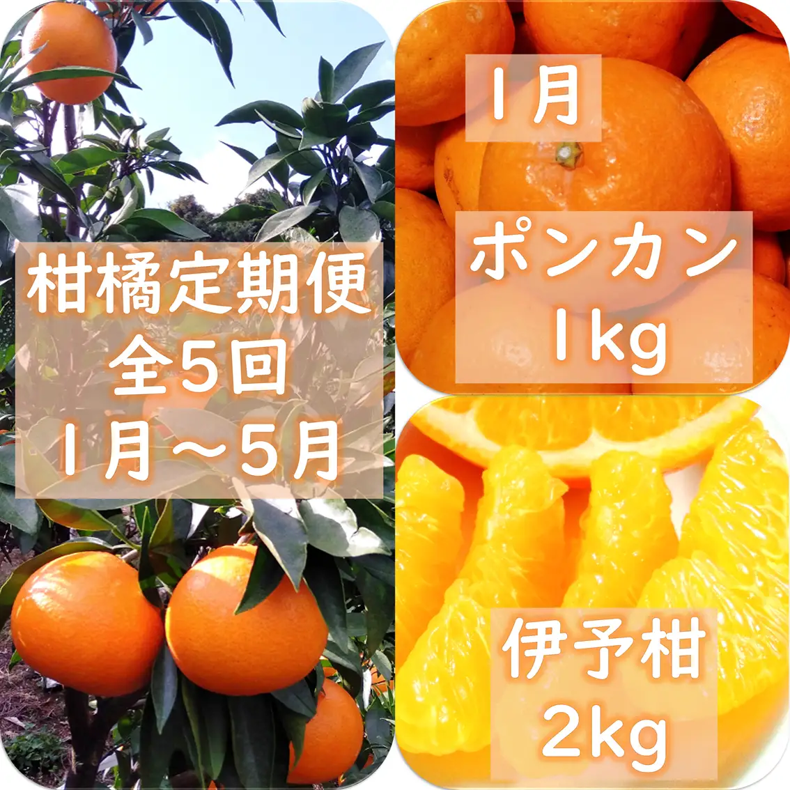 【発送月固定定期便】愛咲果樹園「9種の柑橘定期便」(1月～5月)全5回【71-77】YWTS070