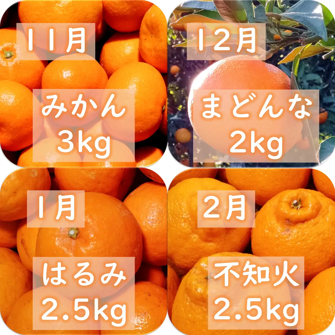 【発送月固定定期便】愛咲果樹園「旬の柑橘定期便」(11月～6月)全8回【71-78】YWTS071