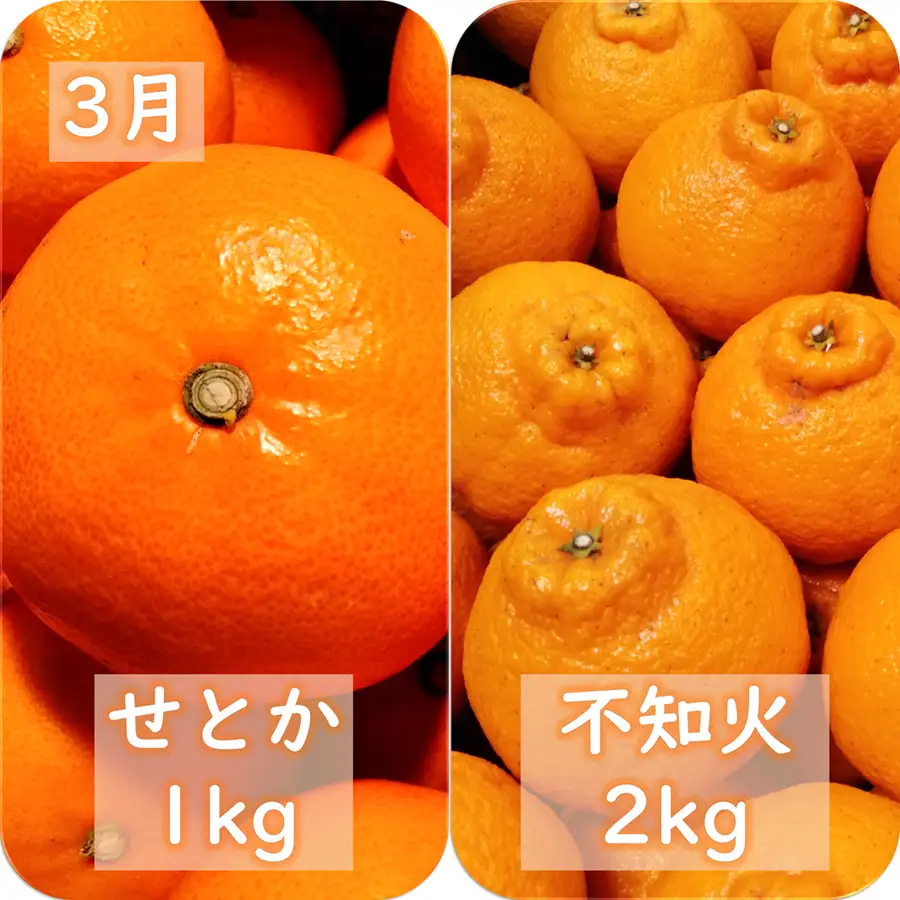 【発送月固定定期便】愛咲果樹園「春の柑橘定期便」(3月～5月)全3回【71-76】YWTS072