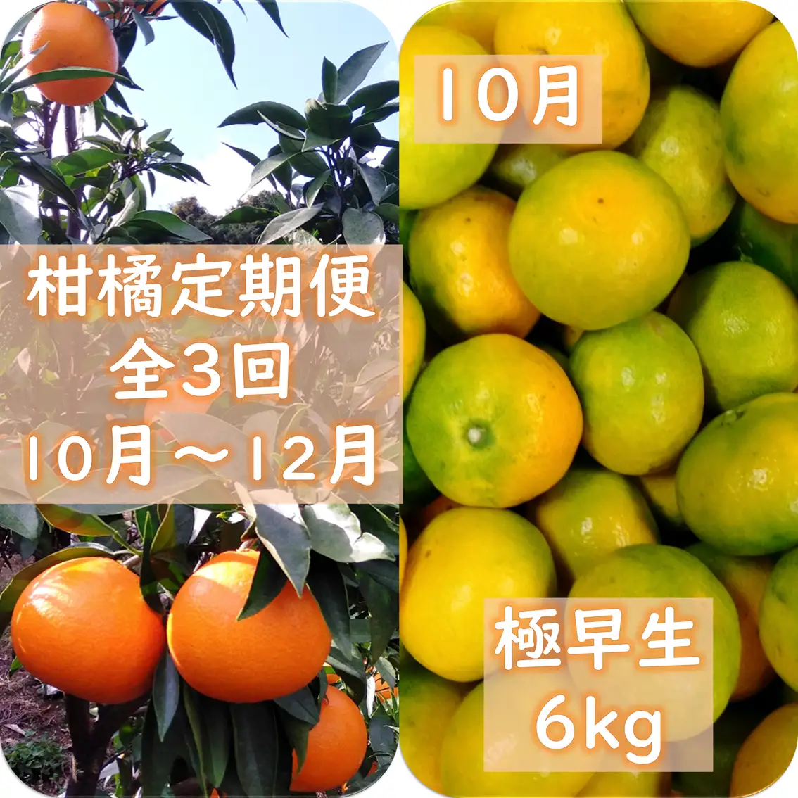 【発送月固定定期便】愛咲果樹園「みかん定期便」(10月～12月)全3回【71-74】YWTS073
