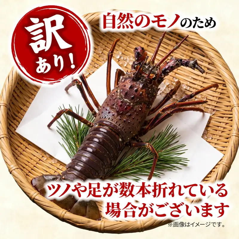 (冷凍) 訳あり 伊勢海老 1尾 加熱用 約200g 海老 伊勢 エビ 伊勢エビ 訳アリ品 訳アリ 海鮮 海の幸 味噌汁 焼き物 伊勢志摩産 三重県 南伊勢町 丸池 10000円 一万円