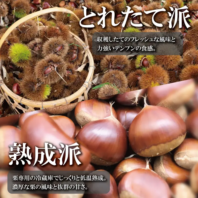 丹波くり 4L 500g とれたて / 栗