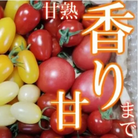 完熟ミニトマト 詰め合わせ 1.5kg 栽培期間中農薬不使用 岩手県遠野市 遠野もぐもぐカントリー【配送不可地域：離島】【1763107】