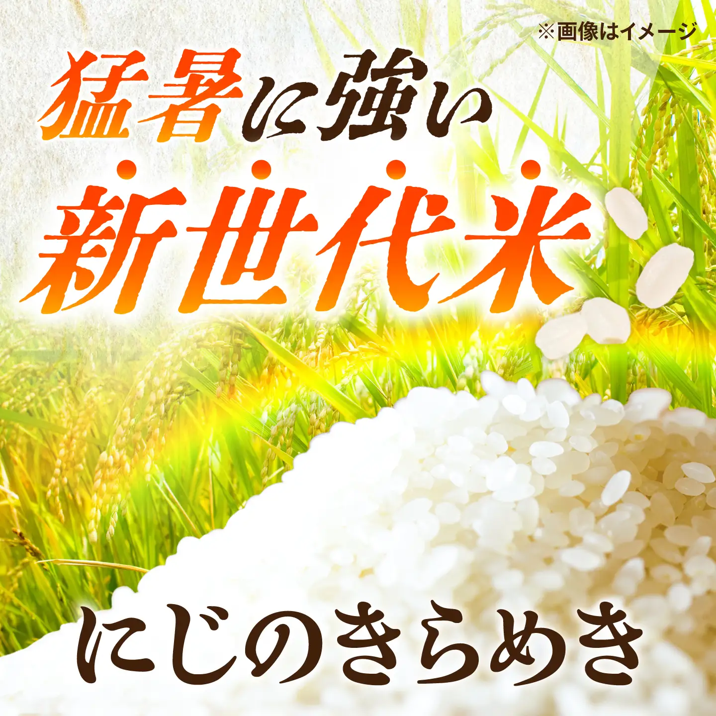 【先行予約 /10月下旬以降発送】にじのきらめき 米 10kg [BFAG031]