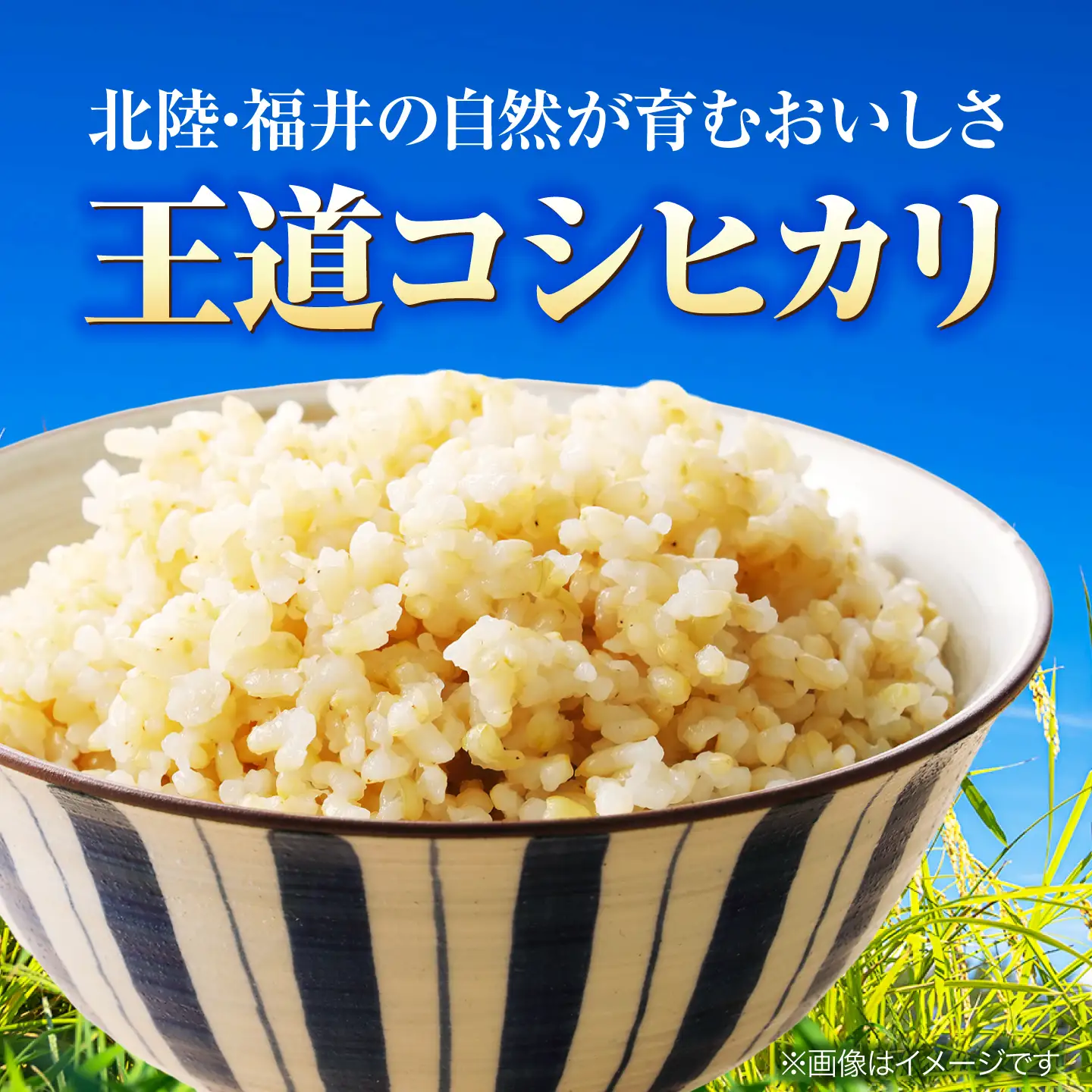【先行予約/9月中旬以降発送】福井県産 コシヒカリ 玄米 10kg×2 （20kg）[BFDG008]