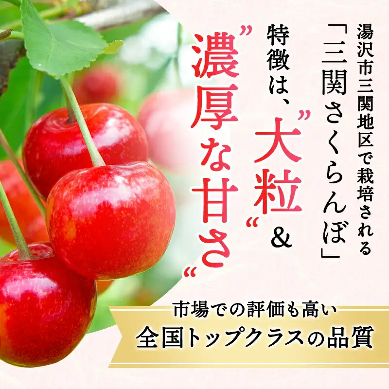 令和9年産 さくらんぼ 佐藤錦 500g 秀品L 冷蔵 さくらんぼ [B4-15101]