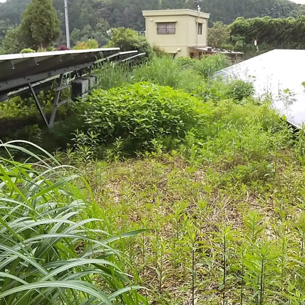 草刈作業 20000円引きクーポン 山口待機株式会社 山口県 防府市 H-H02 草刈り 代行 庭手入れ 空き地 太陽光発電 休耕田 除草 業者 委託 割引券