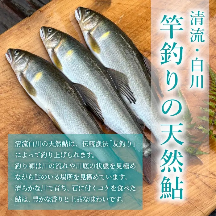清流白川 天然鮎 5尾 冷凍 竿釣り 鮎 あゆ アユ 川魚 天然 清流 魚介 おかず おつまみ グルメ 食品 BBQ バーベキュー 冷凍 真空パック 岐阜県産 東白川村 川釣り