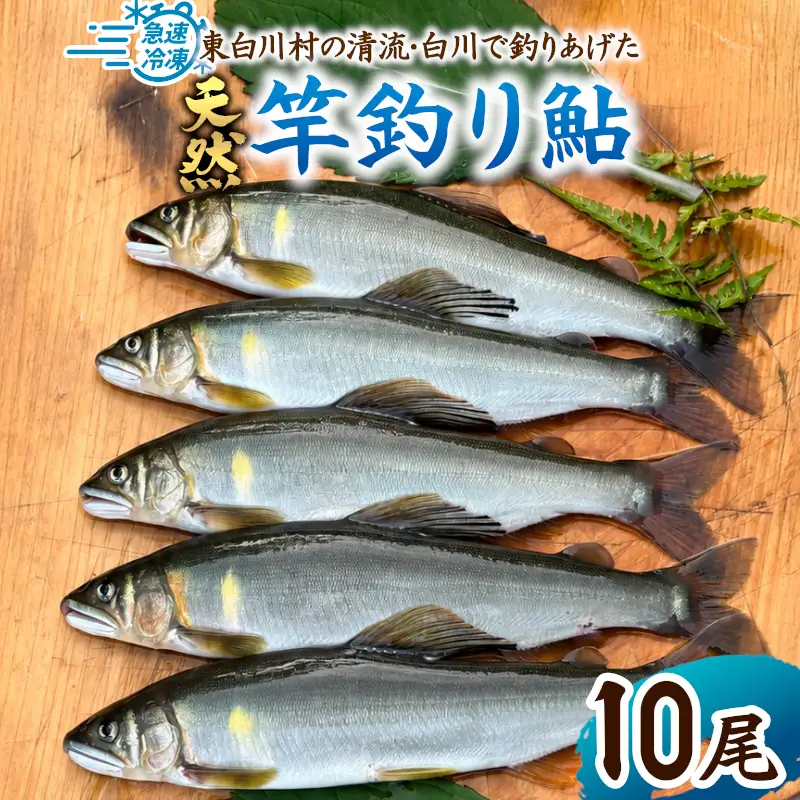 清流白川 天然鮎 10尾 冷凍 竿釣り 鮎 あゆ アユ 川魚 天然 清流 魚介 おかず おつまみ グルメ 食品 BBQ バーベキュー 冷凍 真空パック 岐阜県産 東白川村 川釣り