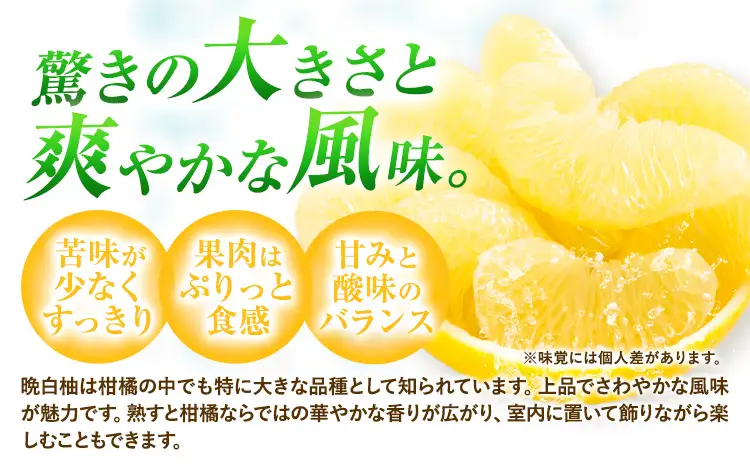 柑橘 晩白柚 L 3玉 4.5kg 日本フルーツ株式会社
