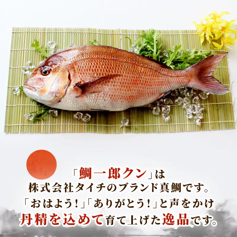 【真鯛】 鯛一郎クン 皮付き ロイン 4枚  真鯛 株式会社タイチ D026-195003