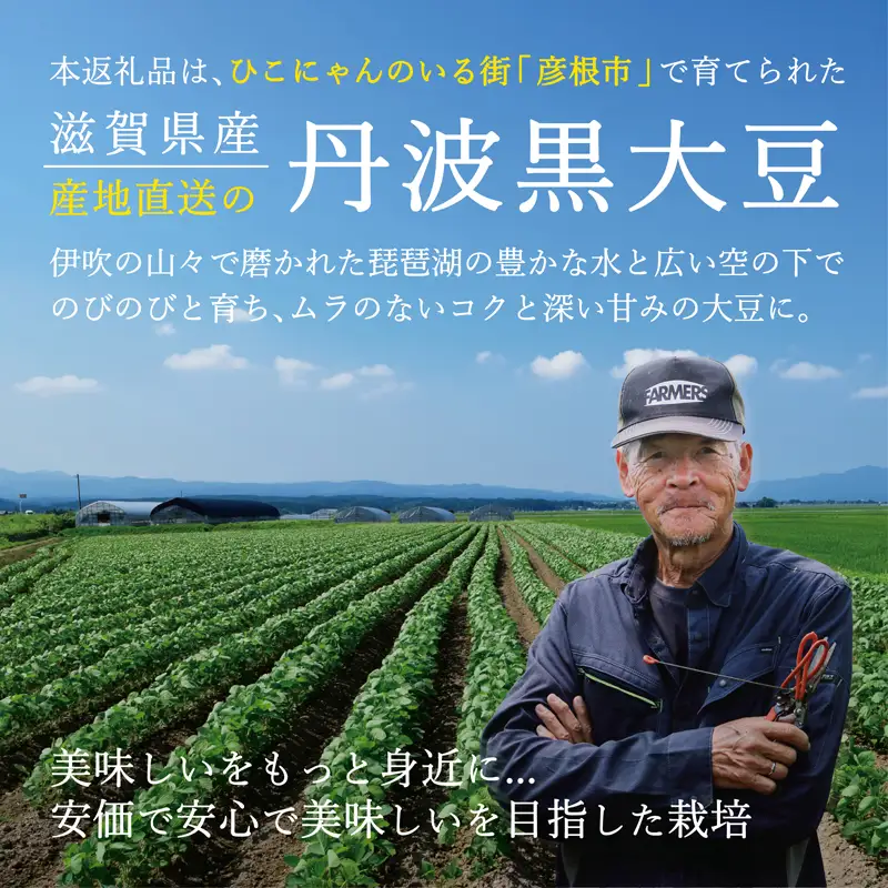【予約受付】 令和8年産 彦根産 丹波黒大豆 丹波黒 500g Lサイズ 中粒 黒豆 くろまめ 正月 おせち 滋賀 彦根