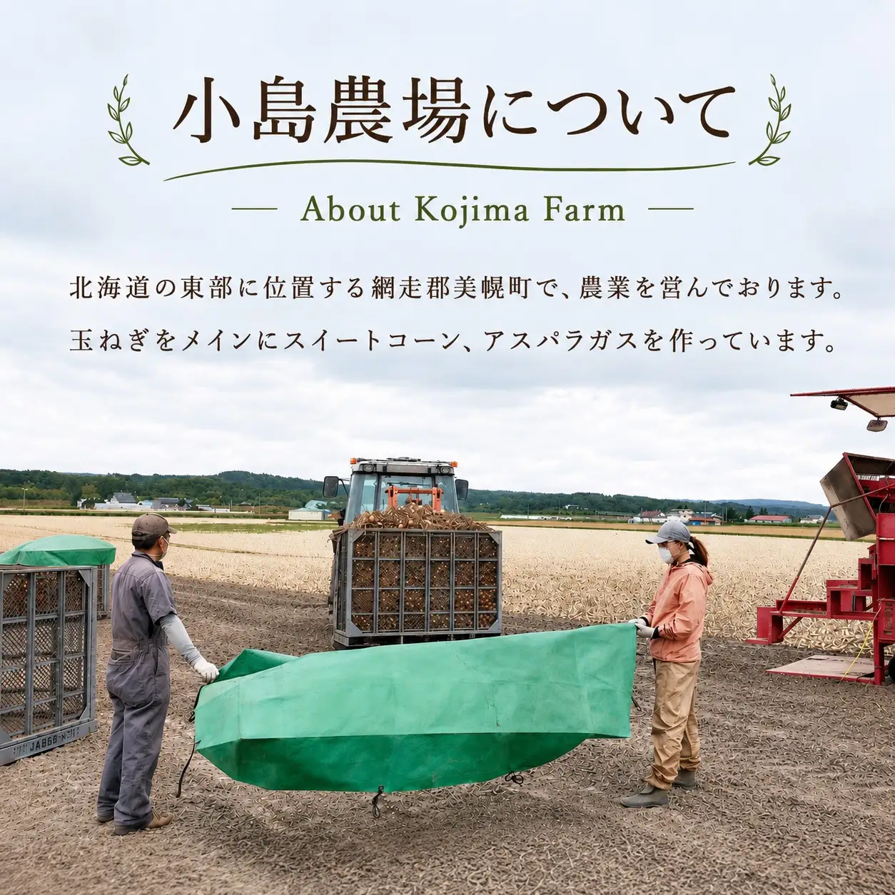 【先行予約】玉ねぎ 小島農場 20kg 美幌町産（2026年11月以降順次発送） AW006 | 玉ねぎ
