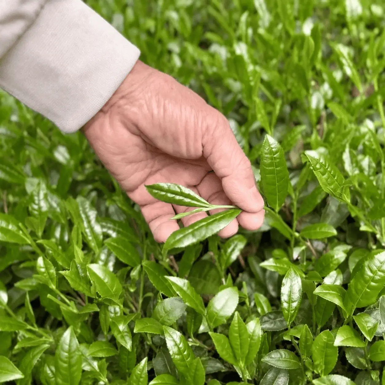 【手摘み茶】 浅蒸し さえみどり 50g × 2袋 緑茶 日本茶 藤枝市 静岡県