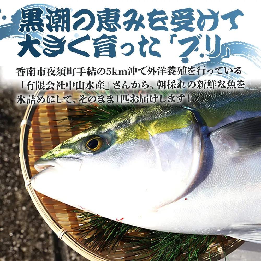 【12月30日お届け】「勝ブリ」 1匹(5kg～6kg) ブリ ny-0021