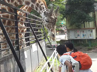 宇都宮動物園 年間パスポート 大人（中学生～）1名様分 | 栃木県 宇都宮市 動物園 どうぶつえん 年パス 施設利用券