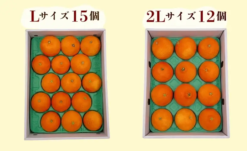 【2026年11月中旬より順次発送】紅まどんな 青秀 L～2Lサイズ 3kg 化粧箱｜C196