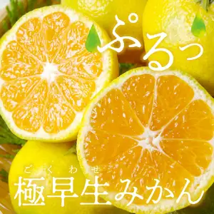 2026年9月下旬～発送 呉市大長産 「極早生みかん」10kg