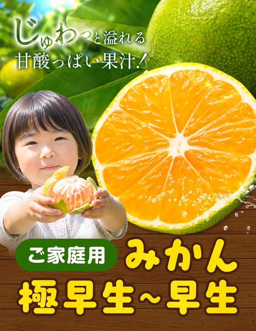 ご家庭用 早生みかん ご家庭用 みかん 約10kg