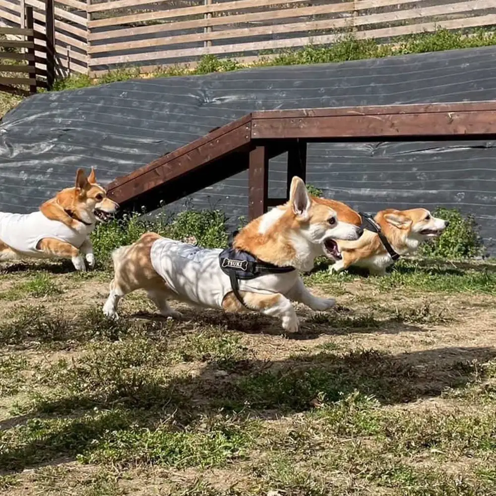 WANONE 利用券 2000円分 500円×4枚 ／ 犬 カフェ ドッグラン 愛犬 お出かけ ペット同伴 犬連れ ランチ 犬遊び場 ドッグカフェ ペット施設 犬用施設 セルフウォッシュ 犬と休日 大阪府 No.379
