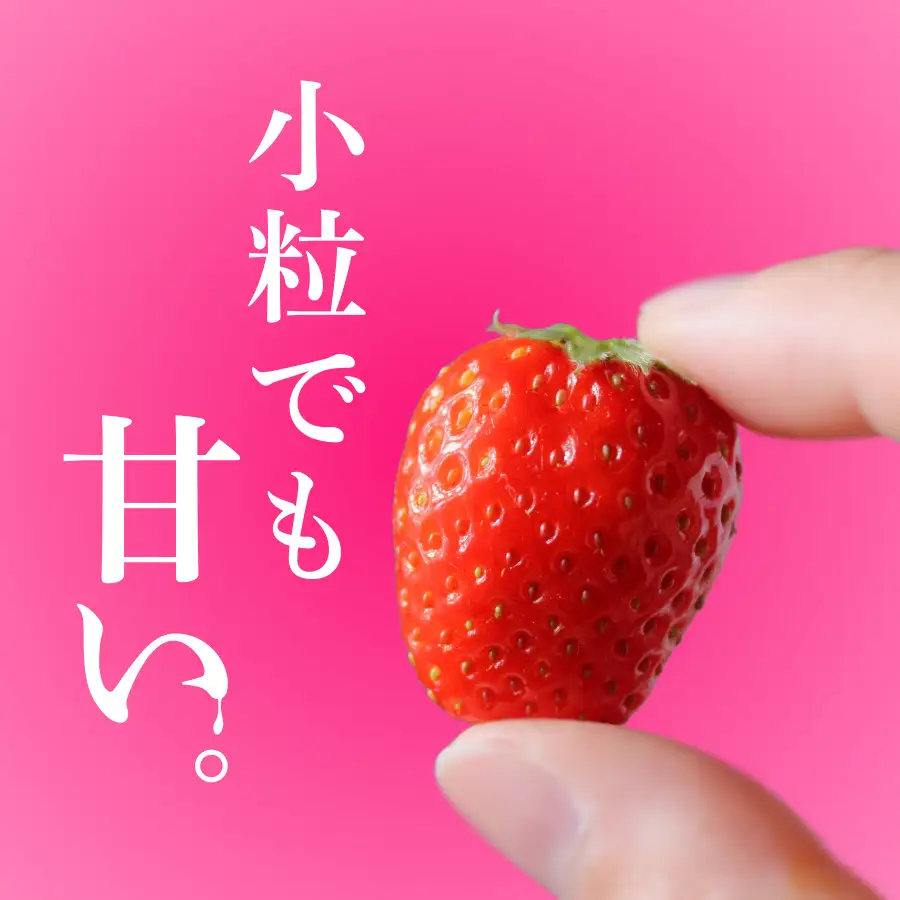 いちご【2027年発送】加工用いちご 3.4kg