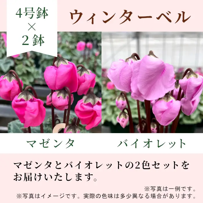〈予約品〉【シクラメン：ウィンターベル】農林水産大臣賞受賞 愛知県産 シクラメン ４号鉢×２鉢 花 生花 マゼンタ バイオレット プレゼント 贈り物 鉢花 鉢 ガーデン ガーデニング 高品質 クリスマス -278