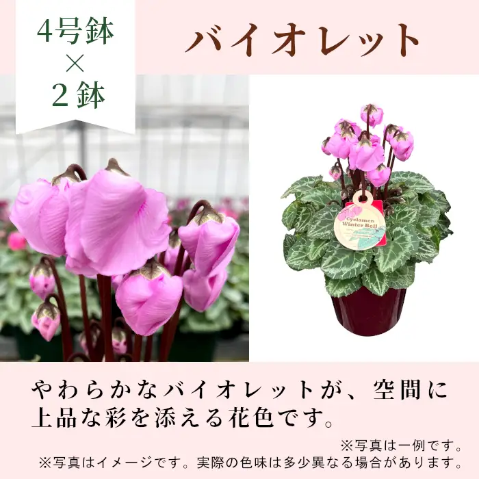 〈予約品〉【シクラメン：ウィンターベル】農林水産大臣賞受賞 愛知県産 シクラメン ４号鉢×２鉢 花 生花 バイオレット プレゼント 贈り物 鉢花 鉢 ガーデン ガーデニング 高品質 クリスマス -277